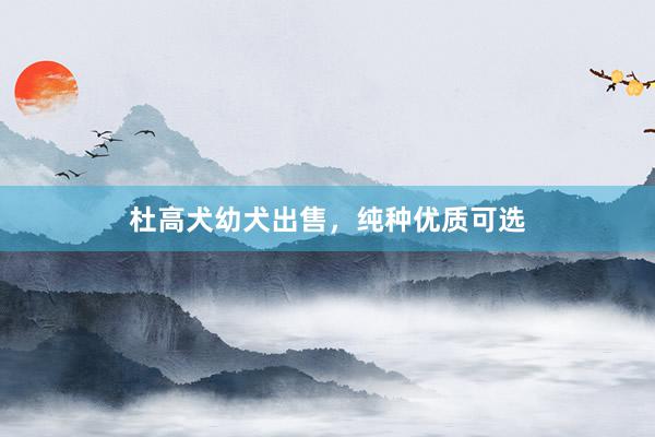 杜高犬幼犬出售，纯种优质可选